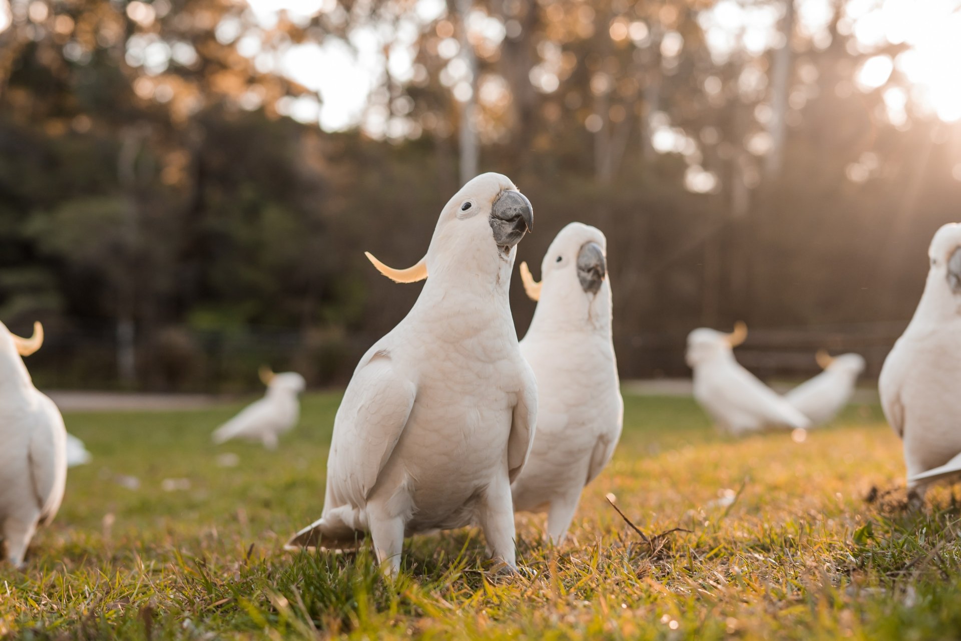 Download Bird Animal Sulphur-crested Cockatoo 4k Ultra HD Wallpaper by Kelli McClintock