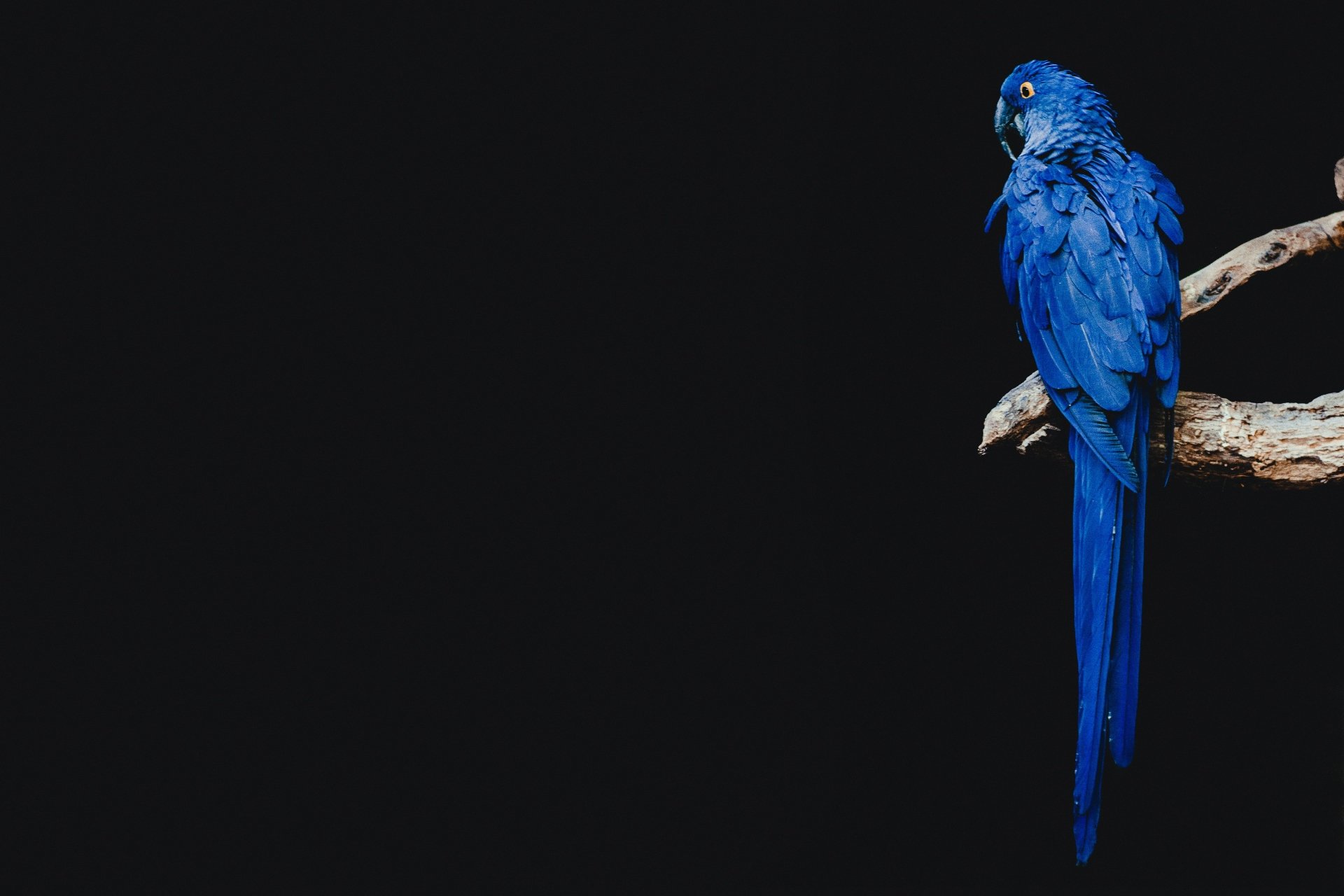 Download Bird Animal Hyacinth Macaw 4k Ultra HD Wallpaper by Dominik Lange