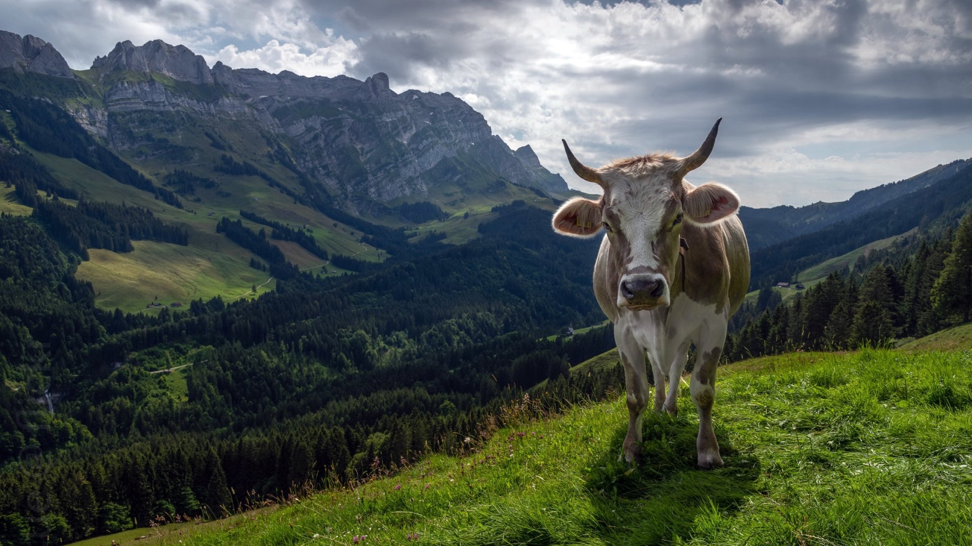 Download Animal Cow HD Wallpaper