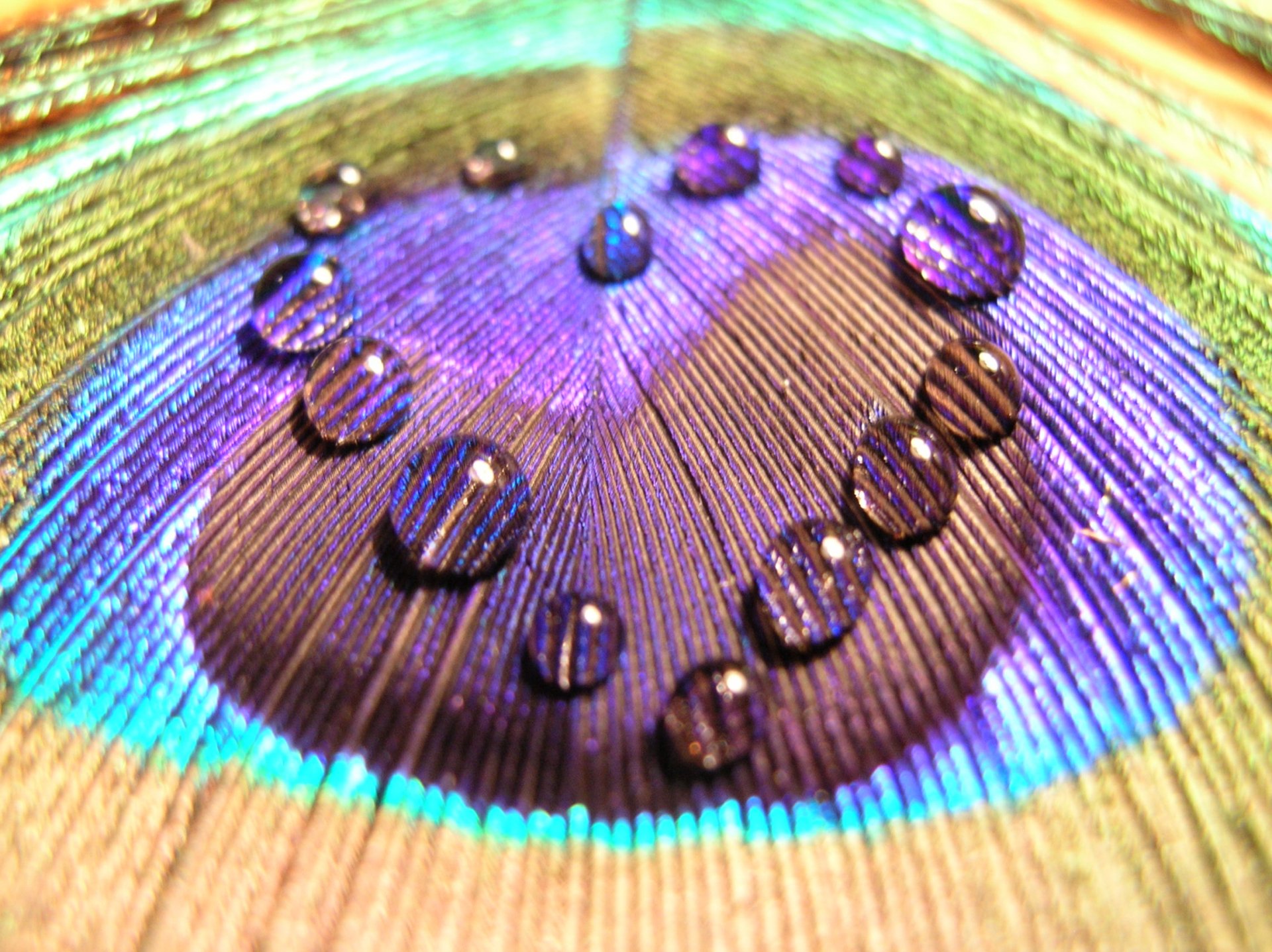 An artistic close-up of a feather featuring brown, blue, and violet hues, adorned with water droplets forming a heart shape, creating a captivating desktop wallpaper design.