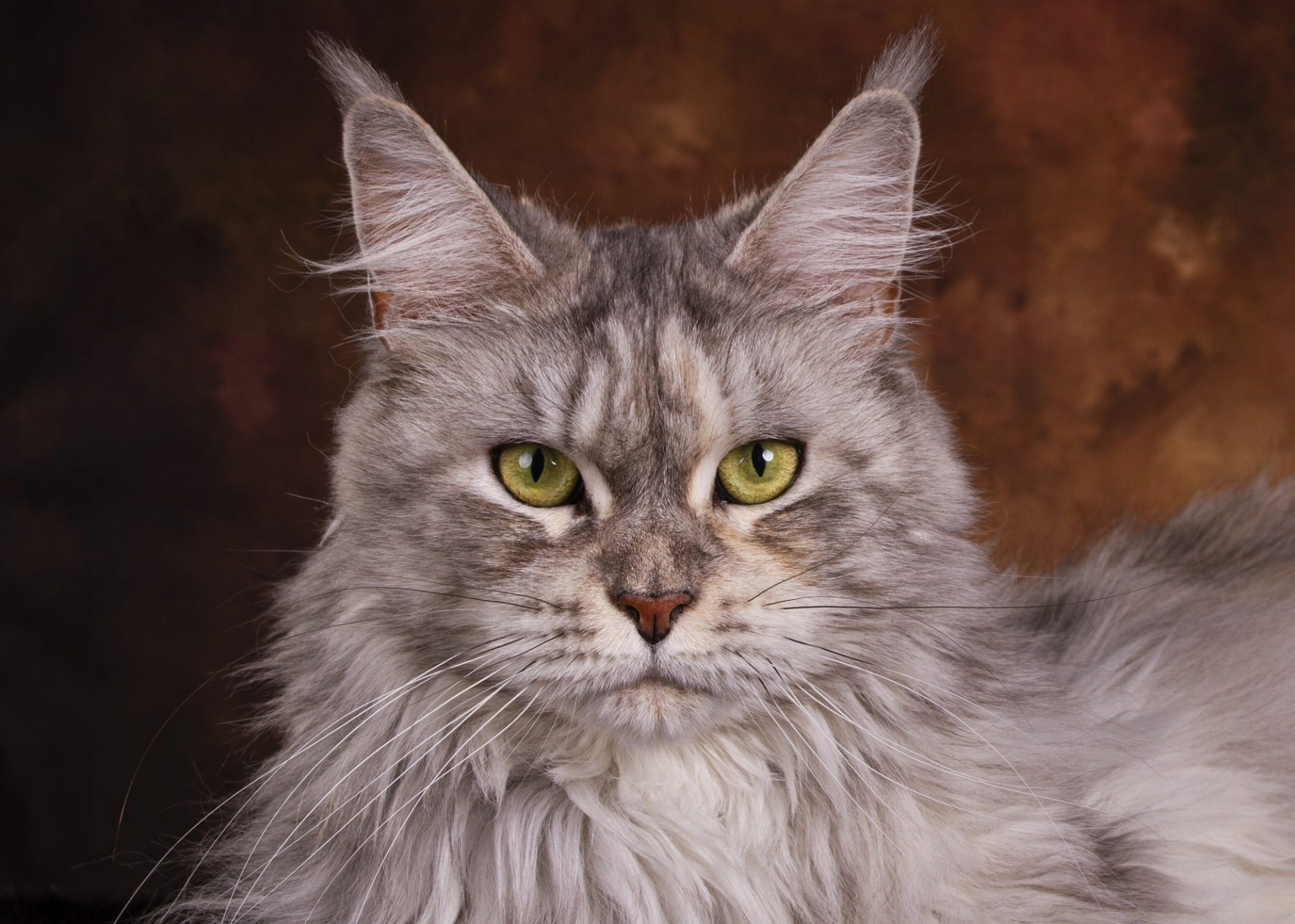 Download Stare Cat Animal Maine Coon HD Wallpaper