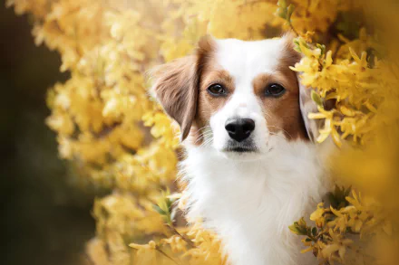 dog Animal Kooikerhondje HD Desktop Wallpaper | Background Image
