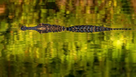 Animal alligator HD Desktop Wallpaper | Background Image