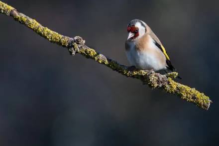 european goldfinch bird Animal goldfinch HD Desktop Wallpaper | Background Image