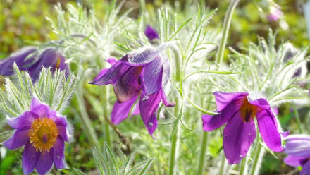 purple flower nature anemone HD Desktop Wallpaper | Background Image
