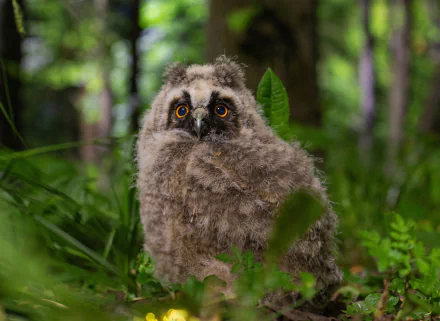 baby animal owlet bird Animal owl HD Desktop Wallpaper | Background Image