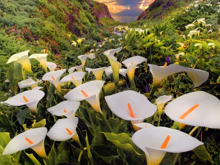 HD desktop wallpaper featuring a stunning nature scene filled with blooming calla lilies. The vibrant flowers stand out against the lush green background, creating a serene and picturesque view.