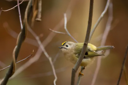  Goldcrest (regulus regulus) by Vincent van Zalinge