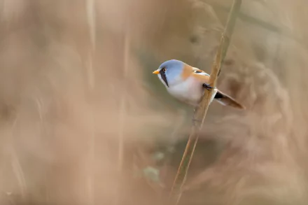  Bearded Reedling (panurus biarmicus) by Vincent van Zalinge