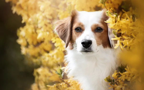 dog Animal Kooikerhondje HD Desktop Wallpaper | Background Image