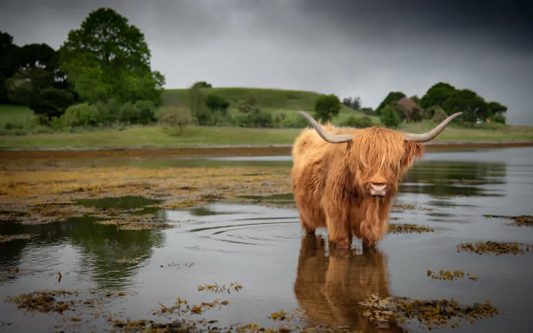 Highland cattle cow with long shaggy red coat and curved horns standing in shallow water under a moody sky — 4K Ultra HD PC desktop wallpaper/background.