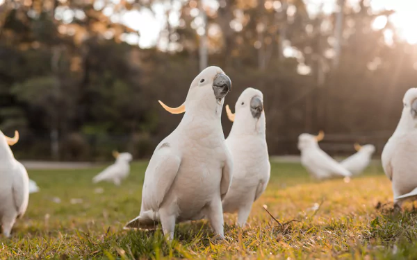  Sulphur-crested cockatoo (cacatua galerita) by Kelli McClintock