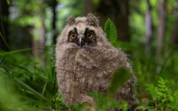 Fluffy owlet (baby animal owl) in a lush green forest, wide-eyed bird portrait — HD PC desktop wallpaper and background.