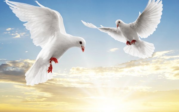 Animal Dove Birds Columbidae HD Wallpaper | Background Image