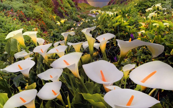 HD desktop wallpaper featuring a stunning nature scene filled with blooming calla lilies. The vibrant flowers stand out against the lush green background, creating a serene and picturesque view.