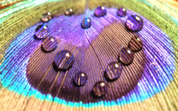 An artistic close-up of a feather featuring brown, blue, and violet hues, adorned with water droplets forming a heart shape, creating a captivating desktop wallpaper design.