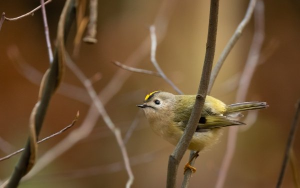 Animal Goldcrest Birds Bird HD Wallpaper | Background Image