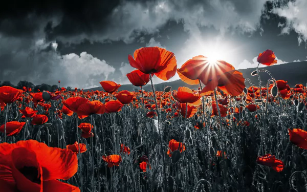 red flower nature poppy HD Desktop Wallpaper | Background Image