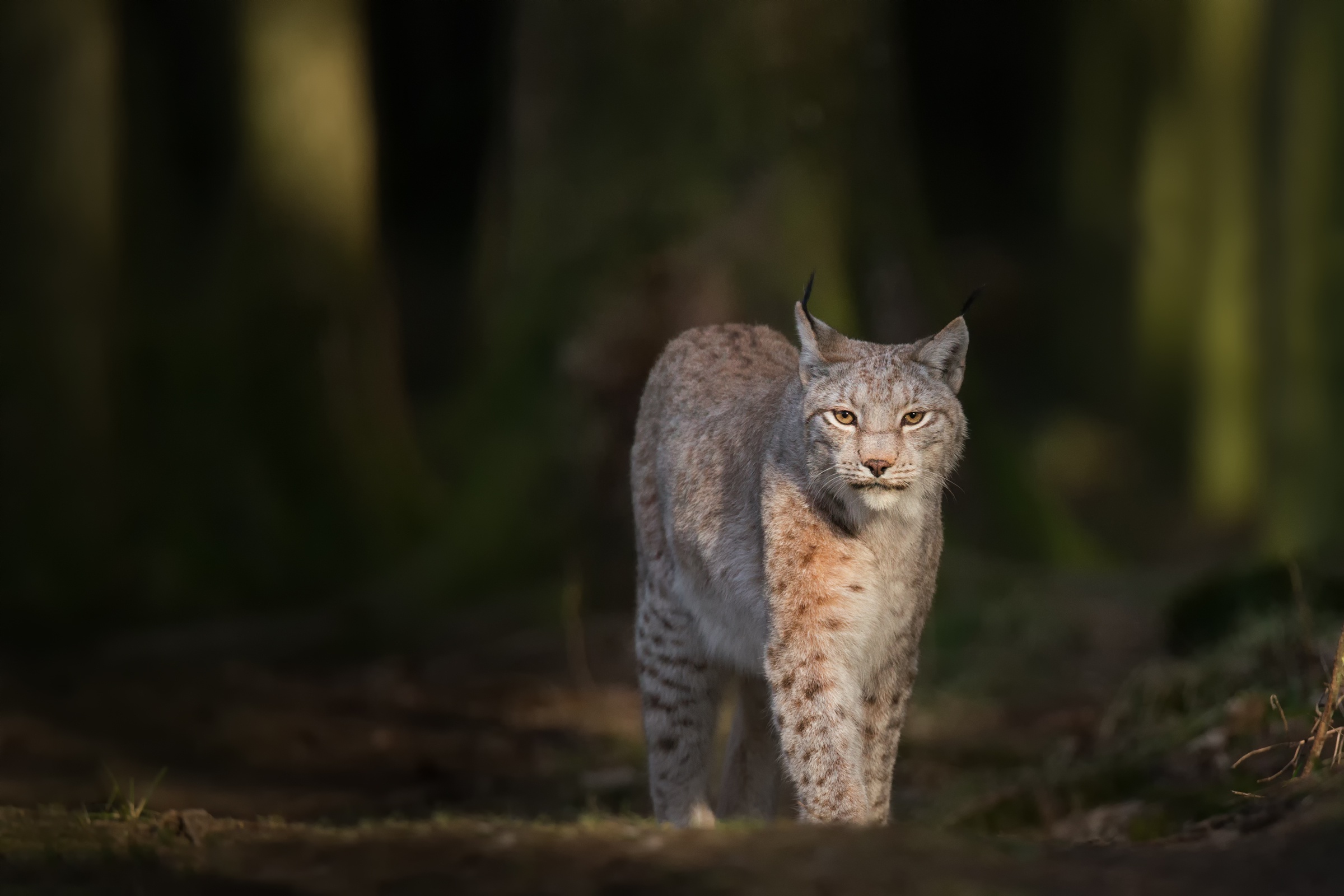 Download Animal Lynx HD Wallpaper