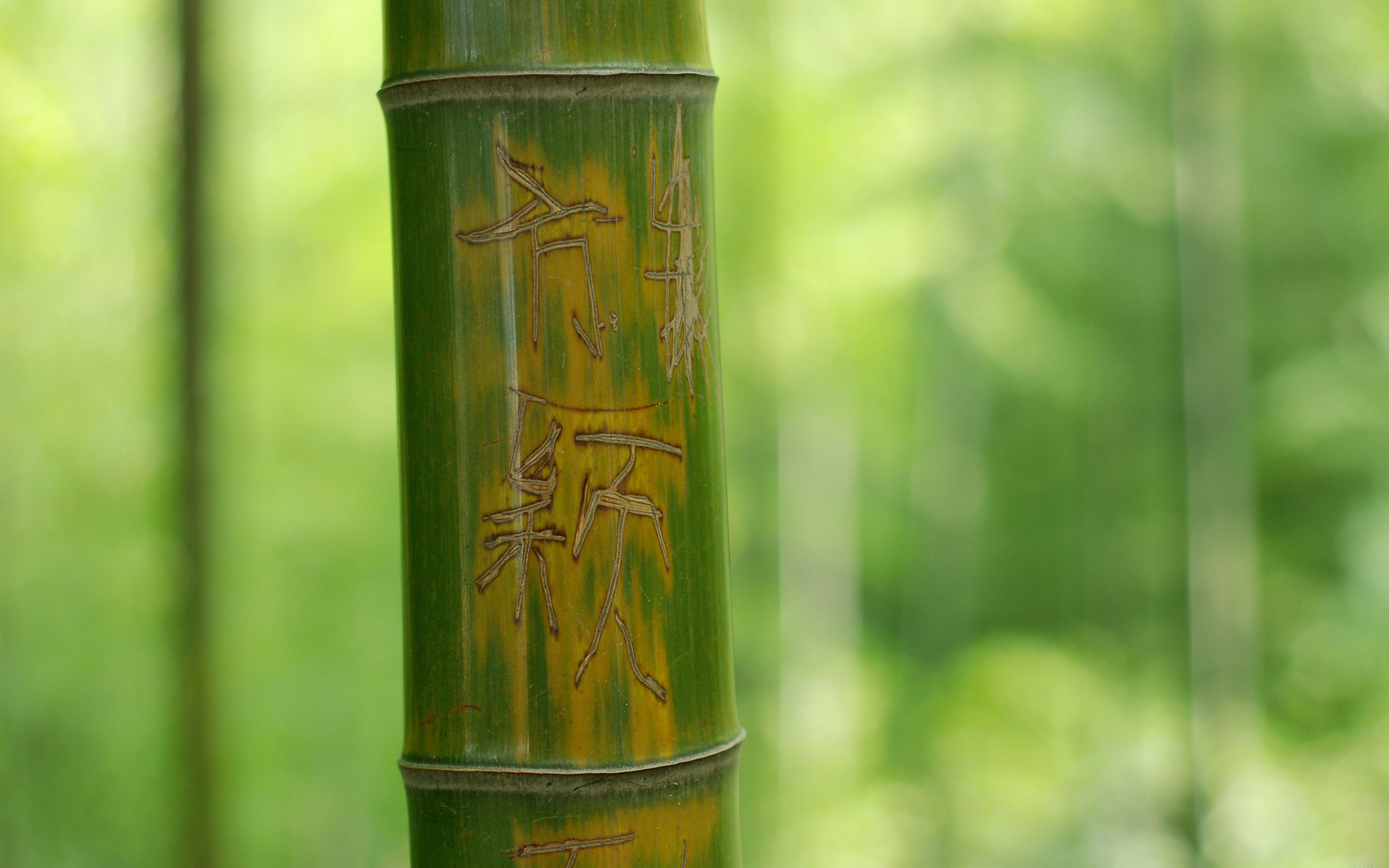 Earth Bamboo HD Wallpaper | Background Image