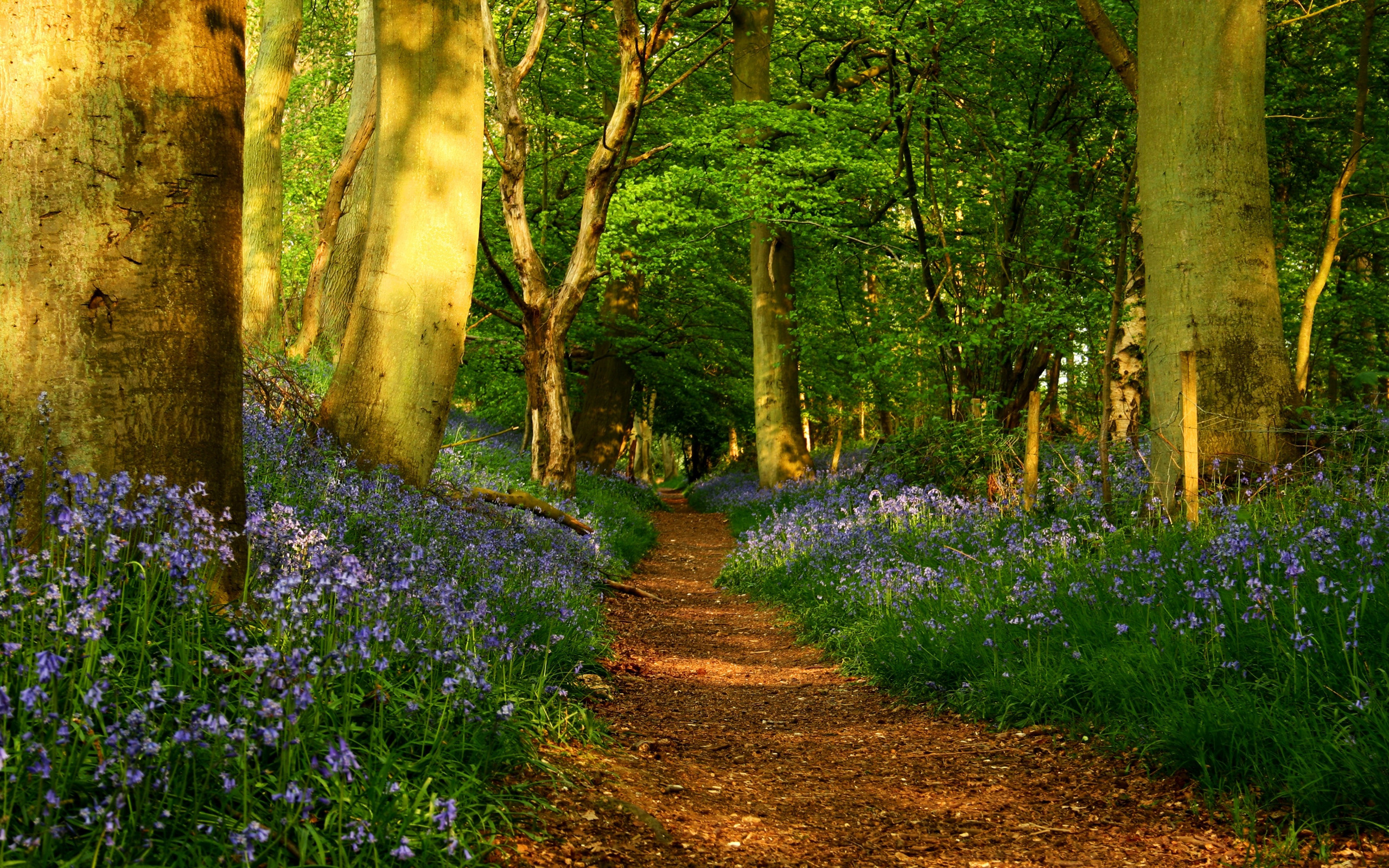 A serene forest path in nature, inviting you to explore The Secret Path.