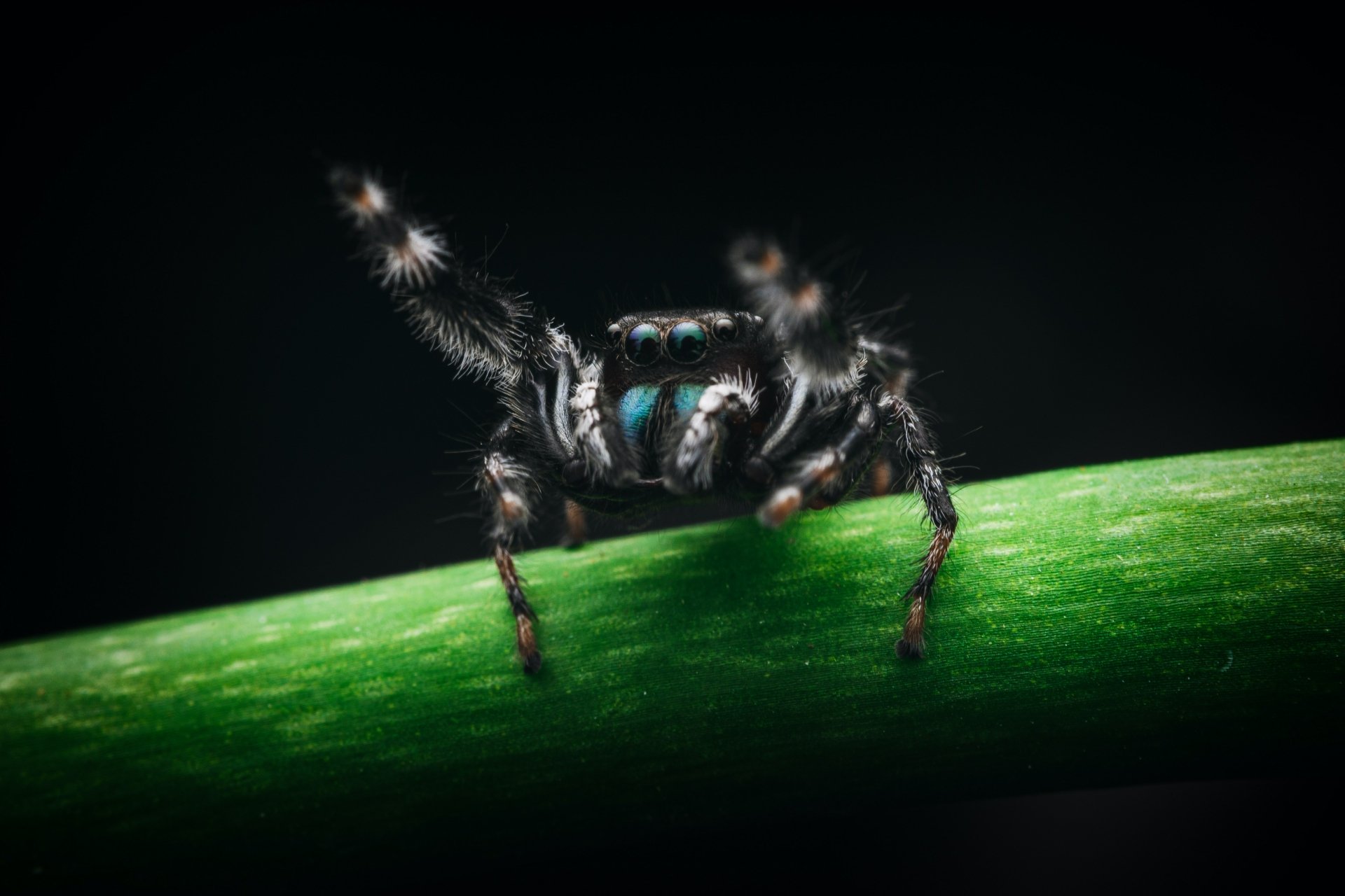Download Animal Jumping Spider 4k Ultra HD Wallpaper by Timothy Dykes