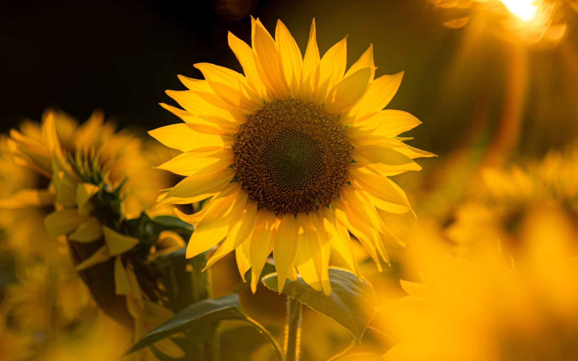 Download Yellow Flower Nature Sunflower 4k Ultra Hd Wallpaper 4987