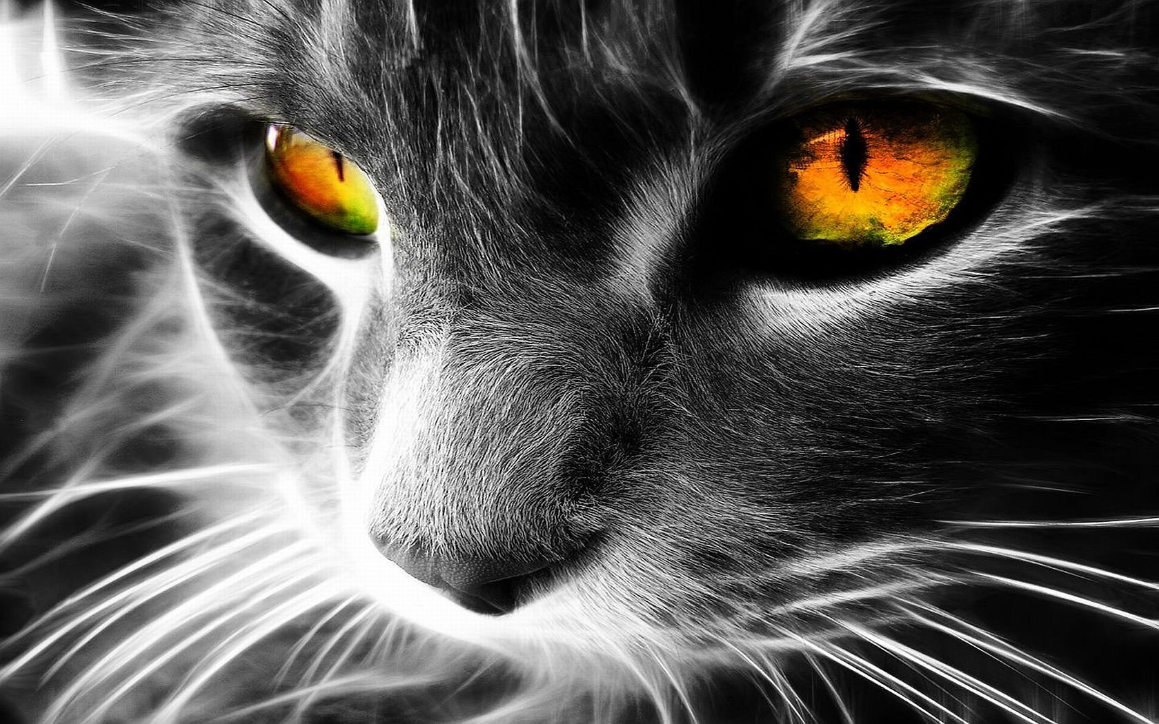 Close-up HD image of a cat with vibrant, glowing yellow eyes and detailed whiskers. This cat desktop wallpaper and background captures the intense, captivating gaze of the feline.