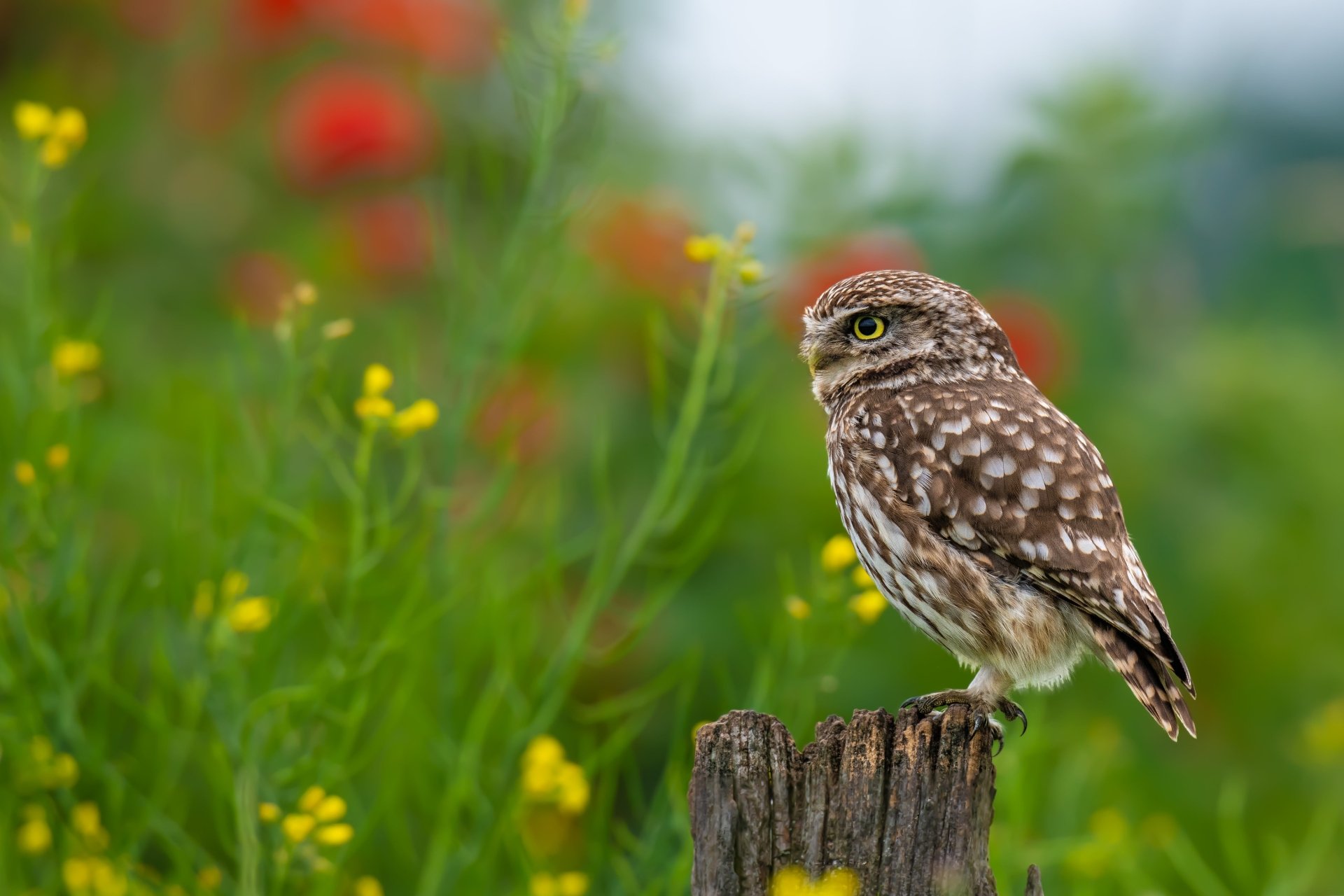 Download Animal Owl 4k Ultra HD Wallpaper
