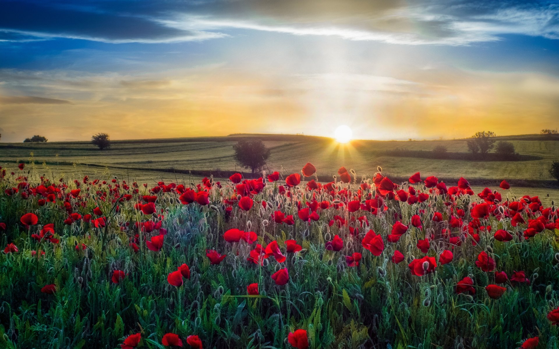 Download Sunrise Red Flower Summer Nature Poppy HD Wallpaper