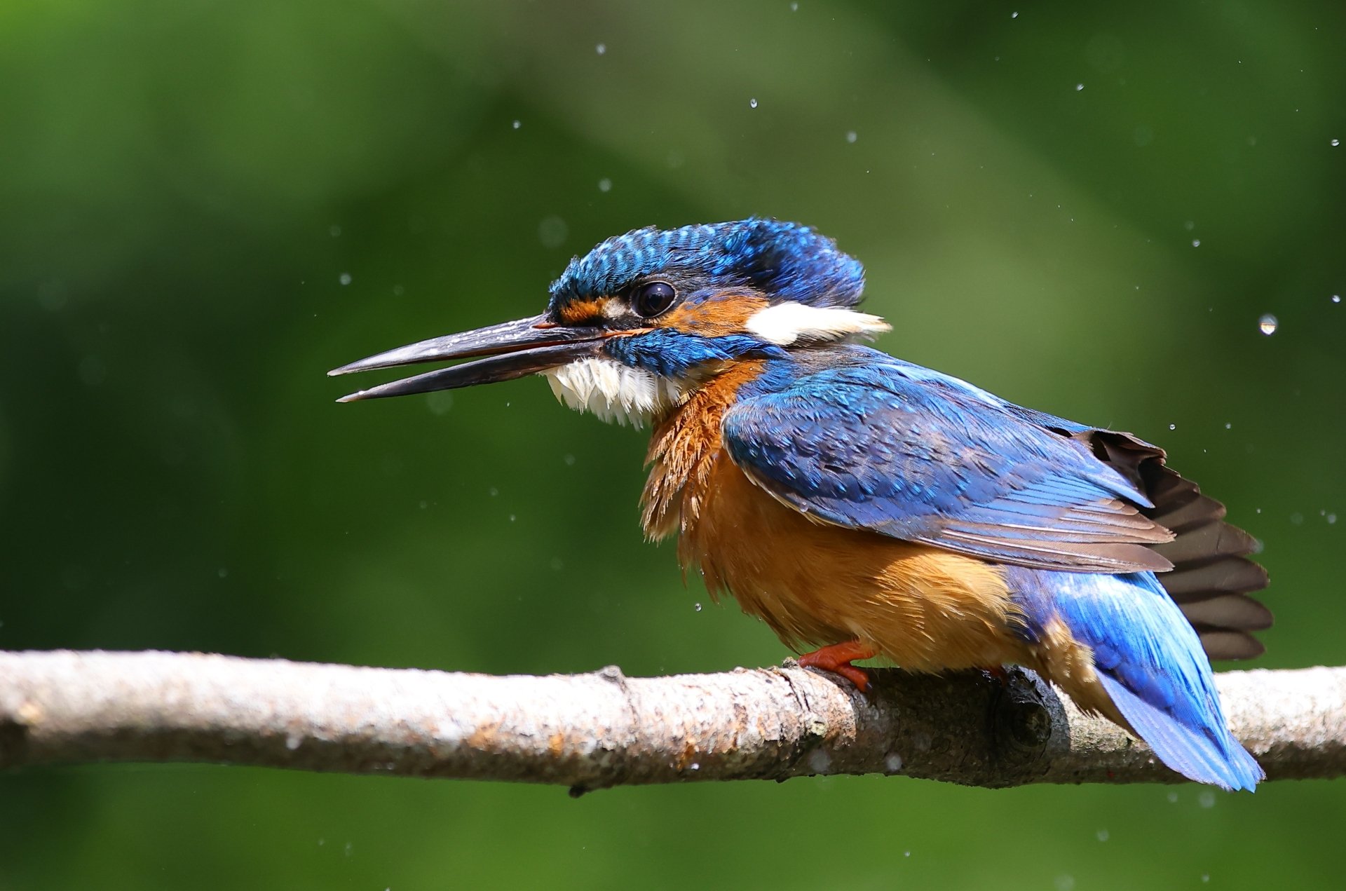 Download Common Kingfisher Animal Kingfisher HD Wallpaper
