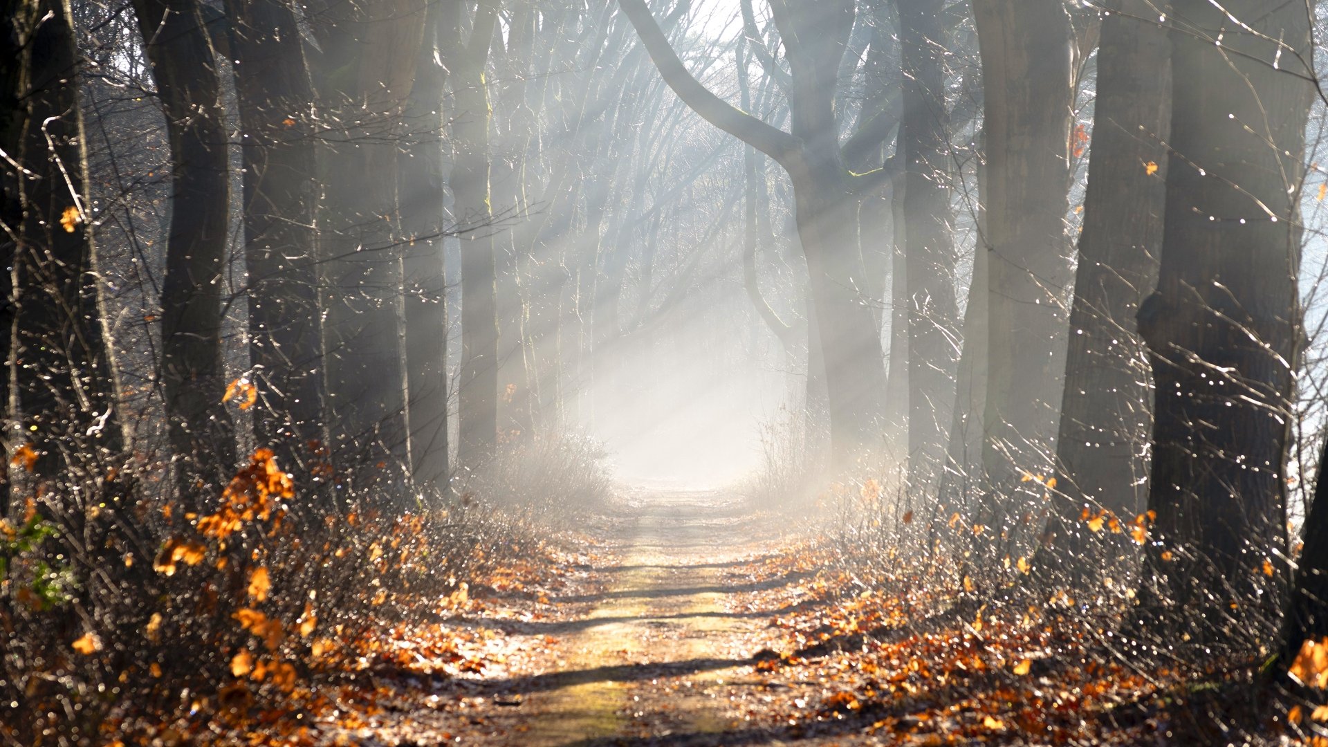 Download Road Nature Sunbeam 4k Ultra HD Wallpaper | 3840x2160 ...