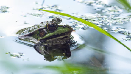  European Tree Frog in Water