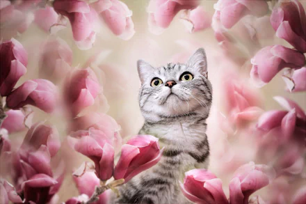 cat Animal Scottish Fold HD Desktop Wallpaper | Background Image