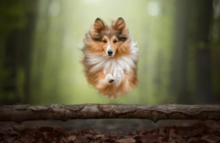 HD PC desktop wallpaper featuring a Shetland Sheepdog mid-jump in a soft-focused forest setting, capturing the agility and beauty of the animal.