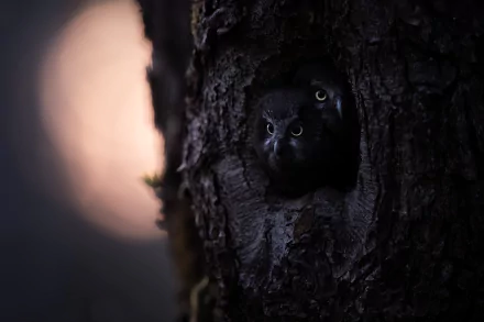 baby animal owlet Animal owl HD Desktop Wallpaper | Background Image