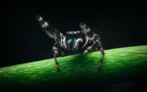  A brilliant jumping spider (Phidippus clarus) on an orchid stem by Timothy Dykes