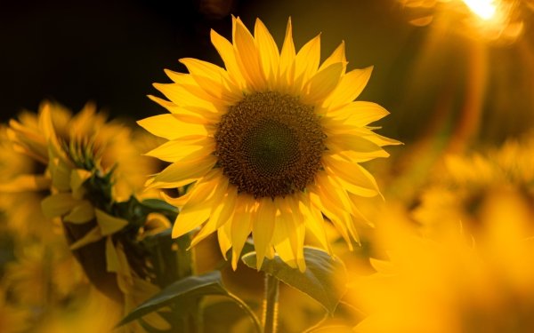 Nature Sunflower Flowers Yellow Flower HD Wallpaper | Background Image