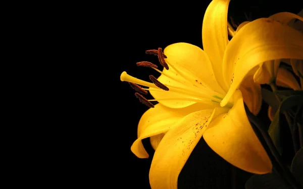yellow flower nature lily HD Desktop Wallpaper | Background Image