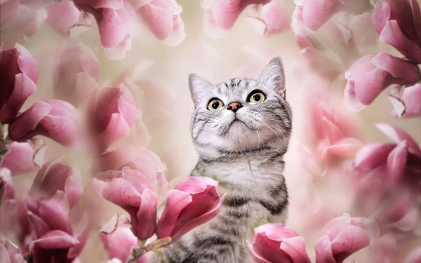 cat Animal Scottish Fold HD Desktop Wallpaper | Background Image