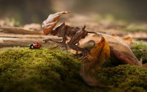 Sci Fi Creature Ladybug HD Wallpaper | Background Image