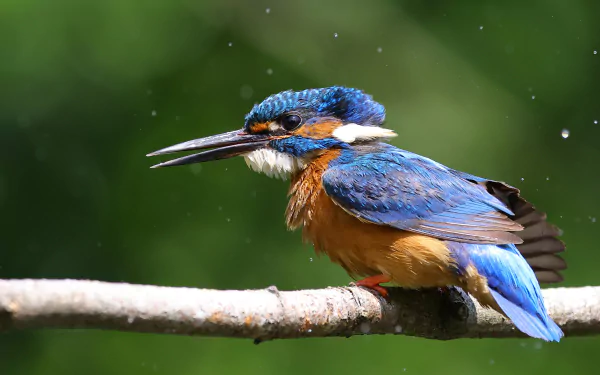 common kingfisher Animal kingfisher HD Desktop Wallpaper | Background Image