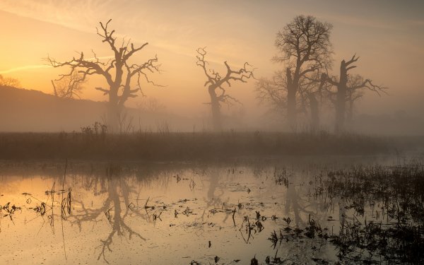 Earth Swamp Water Fog HD Wallpaper | Background Image