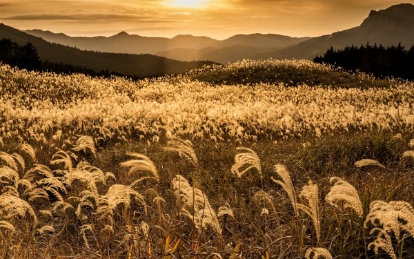 Nature Field Sunset HD Wallpaper | Background Image