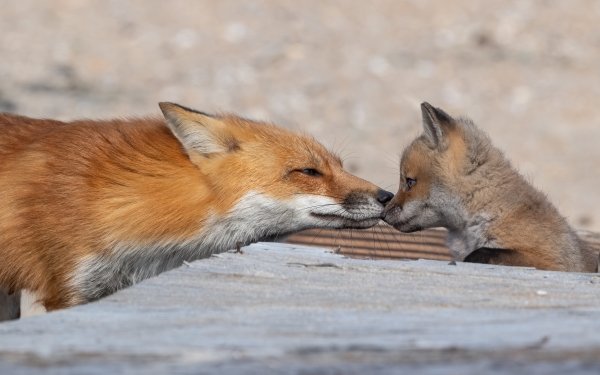 Animal Fox Baby Animal HD Wallpaper | Background Image
