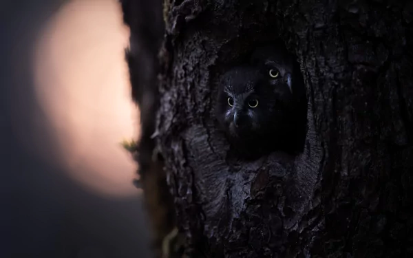 baby animal owlet Animal owl HD Desktop Wallpaper | Background Image