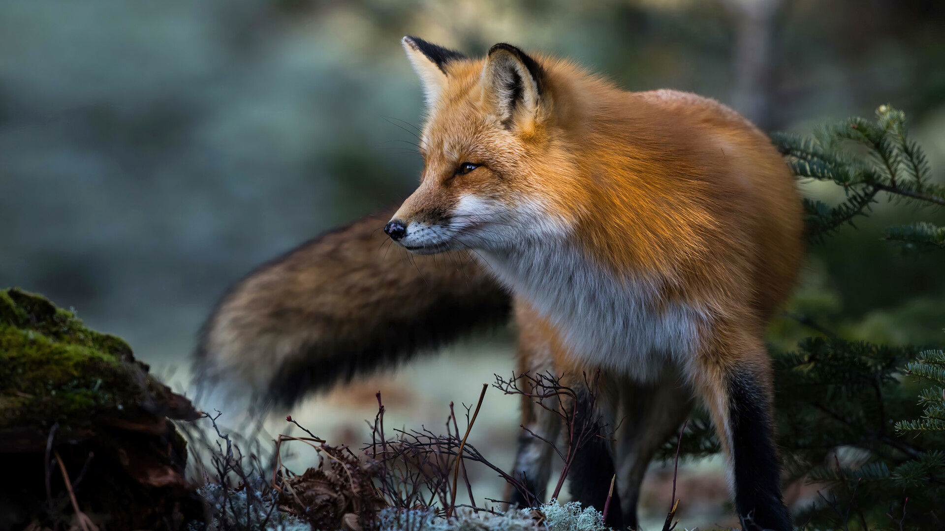 1200+ Fox HD Wallpapers and Backgrounds
