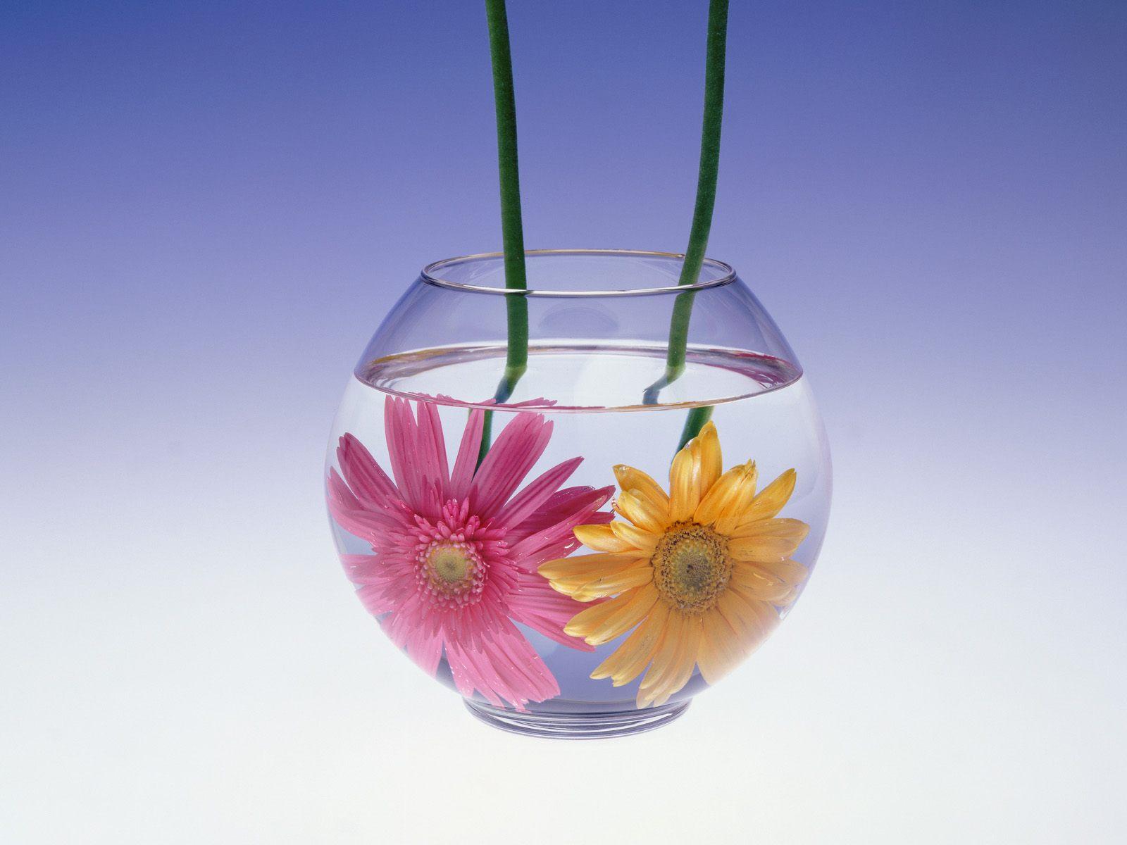 Gerbera flower on a desktop, beautifully arranged.