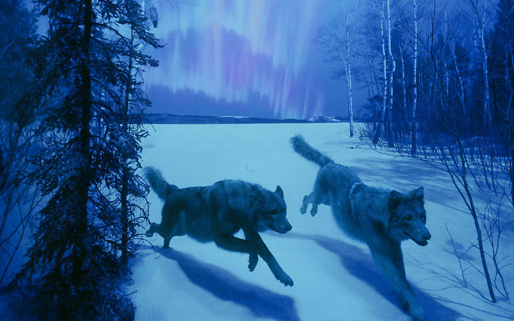 The Hunt: Majestic wolf standing in nature, embodying the primal spirit of the animal kingdom.