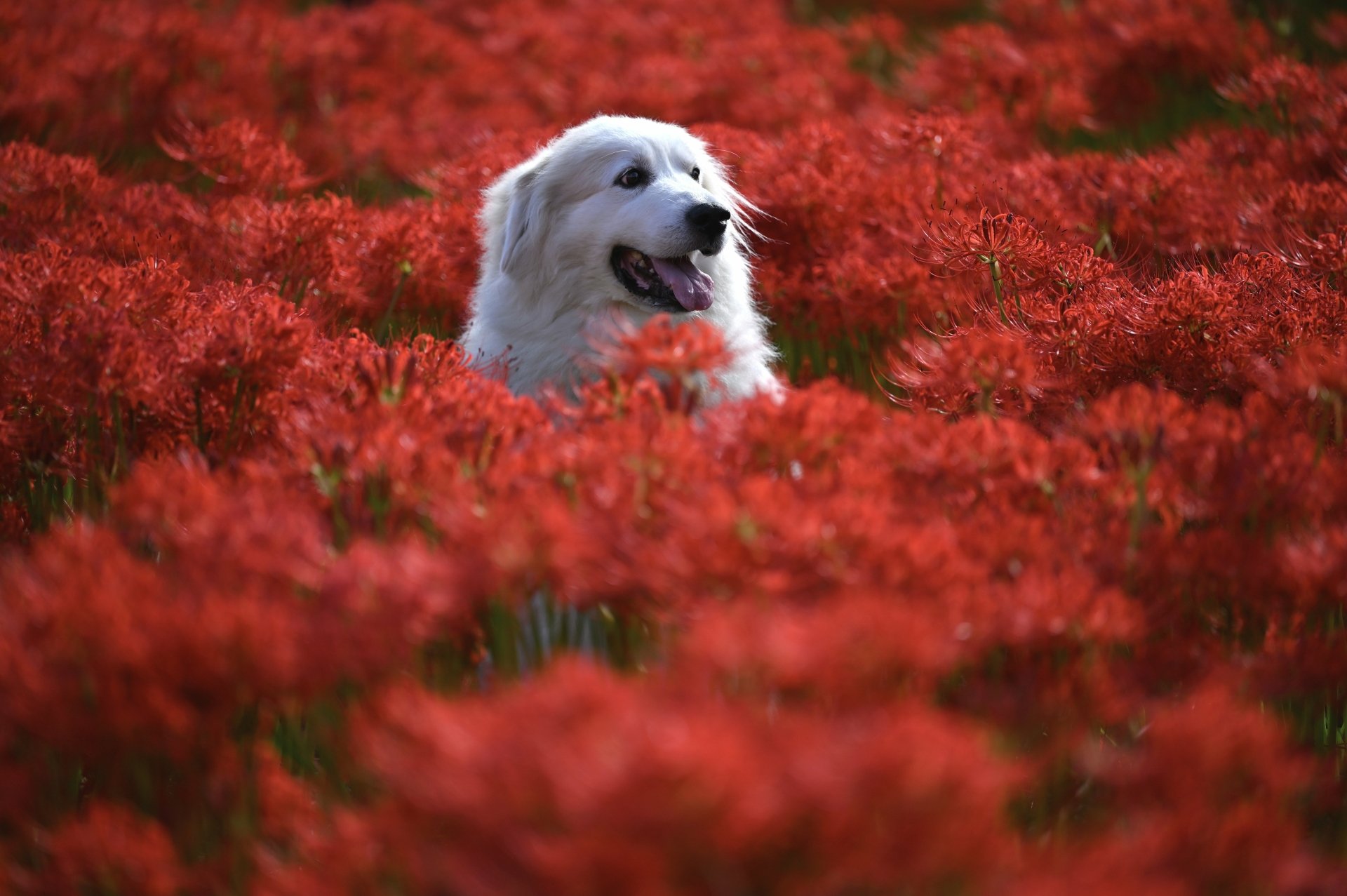 Download Red Flower Animal Dog 4k Ultra HD Wallpaper